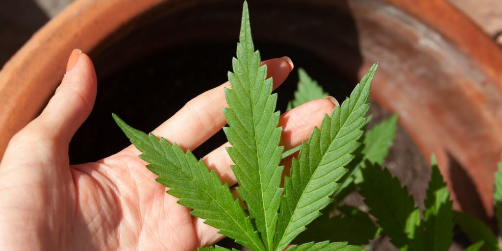 anvisa-discute-nesta-quarta-regras-para-a-producao-de-cannabis-no-pais