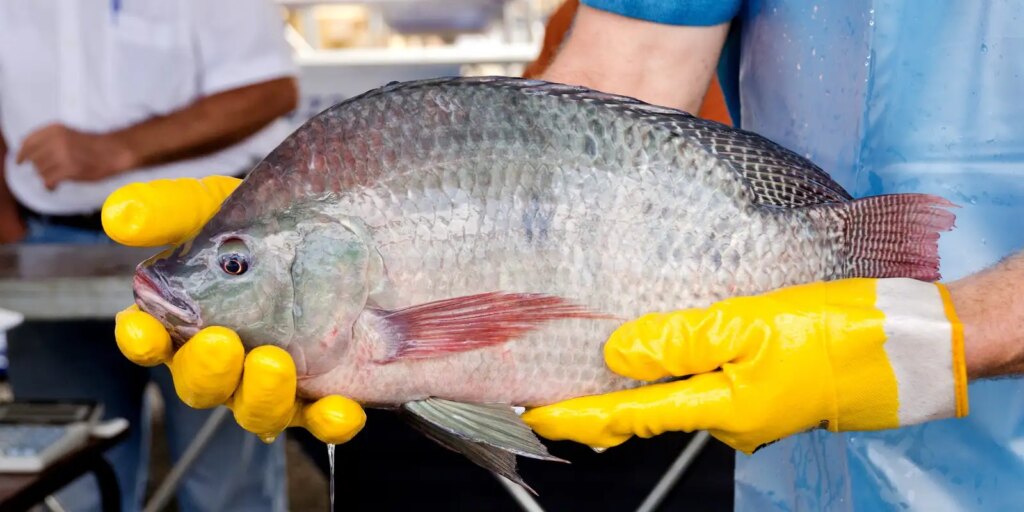 primeira-fabrica-de-curativos-de-pele-tilapia-vai-ser-no-ceara